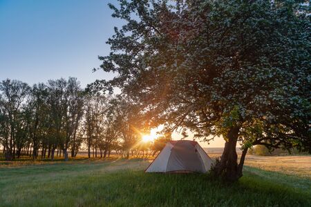 Summer landscape with morning forest and white tent on grass, beautiful woodlandの写真素材