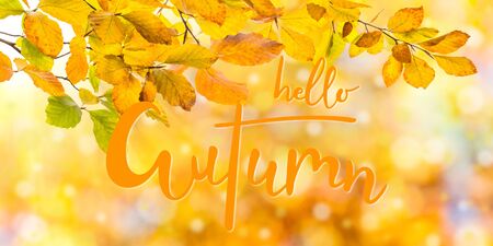 Nature autumn background with golden foliageの写真素材