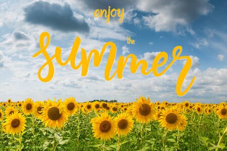 Big field of sunflowers with sky and clouds and hand lettering text Enjoy the summer; agricultural landscapeの写真素材