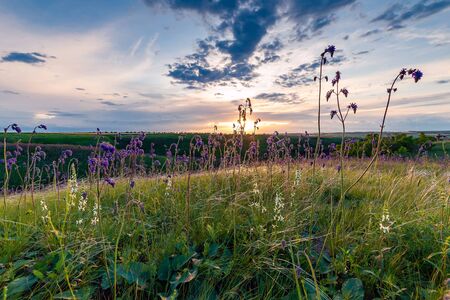 Summer landscape with flowers on sunset in lowland, clouds in sky. Floral meadow with grassの写真素材