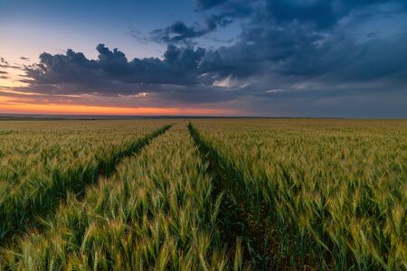 Summer agricultural landscape with wheat field and clouds on beautiful evening, farmland viewの写真素材