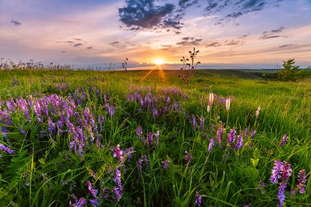 Summer landscape with flowers on sunset in lowland, clouds in sky. Floral meadow with grassの写真素材