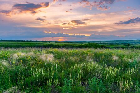 Summer landscape with flowers on sunset in lowland, clouds in sky. Floral meadow with grassの写真素材