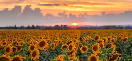 Beautiful agricultural summer landscape with sunflowers field and beautiful morning sky, farmland natural view. Selective focusの写真素材