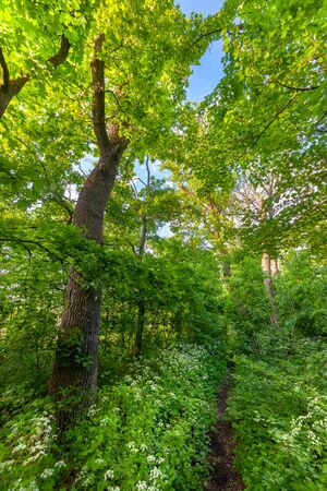 Summer landscape with footpath in morning forest and sun in blue sky, beautiful woodlandの写真素材