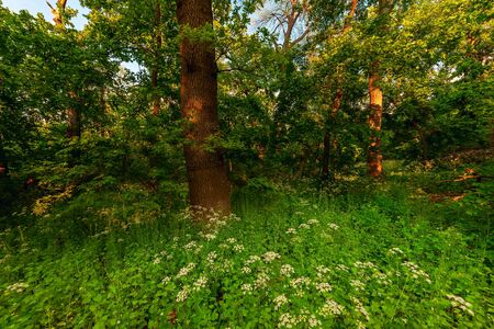 Summer landscape with morning forest and sun in blue sky, beautiful woodlandの写真素材