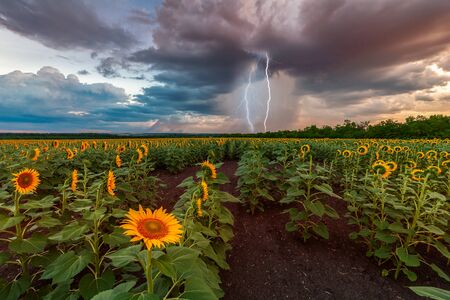 Beautiful agricultural summer landscape with sunflowers field and lightning in stormy sky, farmland natural viewの写真素材