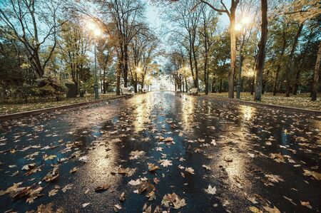 City autumn park after rain, foliage on path, fall evening in square, cityscapeの写真素材