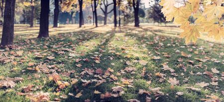 Nature autumn background with foliage on branch and grass, fall in city park, selective focusの写真素材