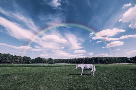 Summer landscape with grizzle horse on meadow, beautiful rainbow in skyの写真素材