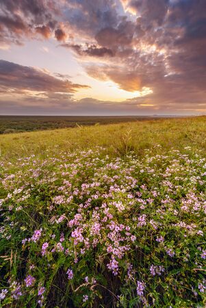Summer landscape with flowers on sunrise in lowland, clouds in sky. Floral meadow with grassの写真素材