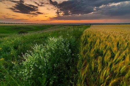 Summer agricultural landscape with wheat field and flowers and clouds on beautiful evening, farmland viewの写真素材