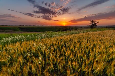 Summer agricultural landscape with wheat field and flowers and clouds on beautiful evening, farmland viewの写真素材