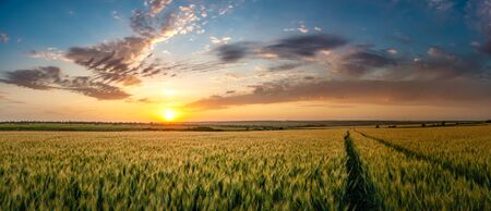 Summer agricultural landscape with wheat field and clouds on beautiful evening, farmland panorama viewの写真素材