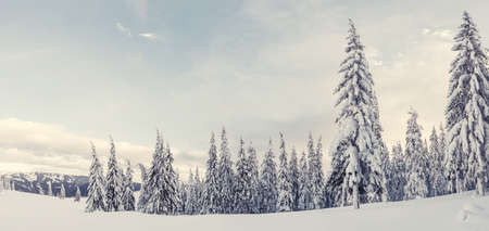 Winter day in woodland, all trees covered with white snow, Christmas landscape. Beautiful frost wood. Vintage stylization, retro film filterの写真素材