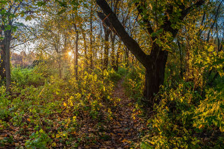 Autumn landscape with footpath in forest with fall leavesの写真素材