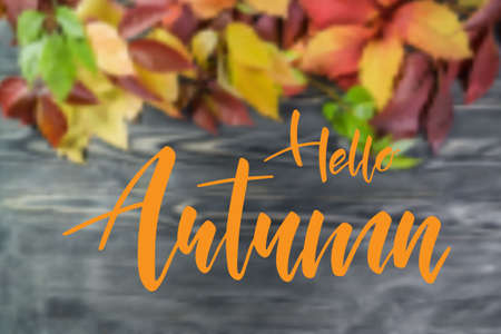 Fall banner with Hello Autumn brush hand lettering text. Modern calligraphy slogan, vectorのイラスト素材