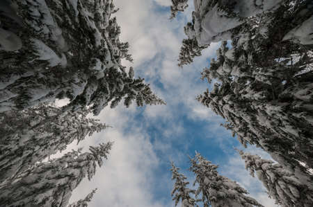 Winter landscape with trees covered snowの写真素材