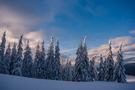 Beautiful winter landscape with snowy wood, Christmas viewの写真素材