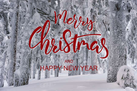 Winter landscape in woodland and hand lettering text Merry Christmas, all trees covered with white snow. Beautiful frost woodの写真素材