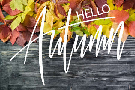 Autumn background with leaves on wooden boards and hand lettering textの写真素材