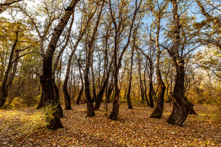 Autumn landscape with fall leaves poplars forest and sun in blue skyの写真素材