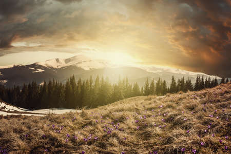 Beautiful spring morning with crocus flowers on highland meadow, majestic sunrise on mountains landscape. Vintage stylization, retro film filterの写真素材