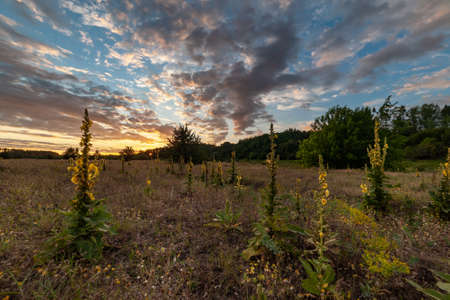 Summer evening landscape with yellow flowers and majestic skyの写真素材