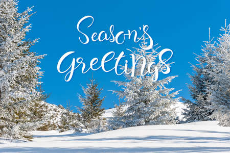 Beautiful landscape with winter forest and snow-covered trees, Christmas sunny day. Hand lettering text Seasons greetingsの写真素材