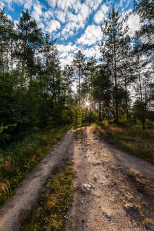 Summer landscape with road in morning forest and sun in blue sky, beautiful woodlandの写真素材