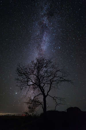 Night landscape with lonely tree and Milky way in skyの写真素材