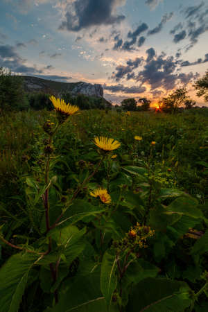 Summer morning landscape with yellow flowers and majestic skyの写真素材