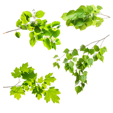 Set of different branch with green leaves isolated on white backgroundの写真素材