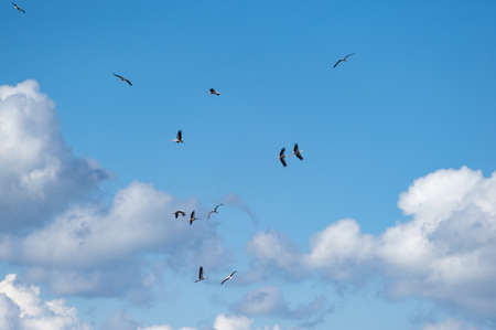 Nature view with many stroks in blue skyの写真素材