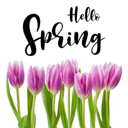 Beautiful tulip flowers isolated on white background and hand lettering Hello Spring. Seasonal greeting card designの写真素材