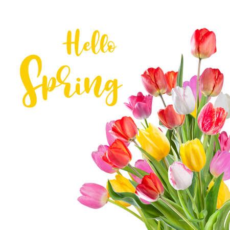 Beautiful tulip flowers isolated on white background and hand lettering Hello Spring. Seasonal greeting card designの写真素材