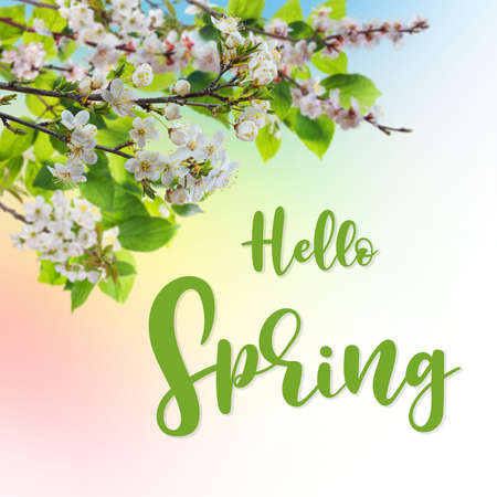 Nature seasonal background with cherry flowers on branch and hand lettering text Hello Spring. Selective focusの写真素材
