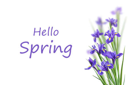 Beautiful iris flowers isolated on white background and hand lettering Hello Spring. Seasonal greeting card designの写真素材