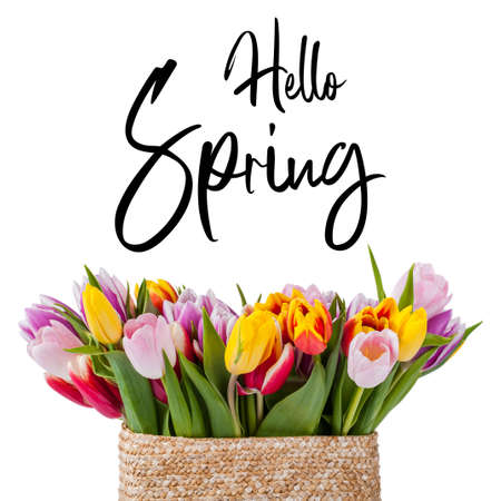 Beautiful tulip flowers in basket isolated on white background and hand lettering Hello Spring. Seasonal greeting card designの写真素材