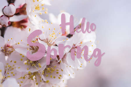 Soft floral background with fragrant cherry flowers and hand lettering text Hello Spring, selective focusの写真素材