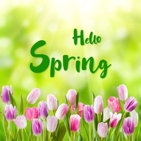 Spring green background with tulip flowers and hand lettering textの写真素材