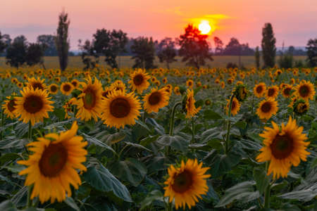 Agricultural summer landscape with sunflowers and beautiful evening sky, farmland natural view, selective focusの写真素材