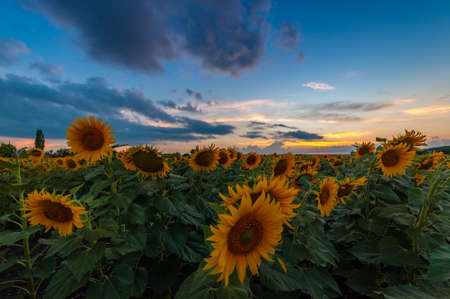 Agricultural summer landscape with sunflowers field and beautiful morning sky, farmland natural viewの写真素材