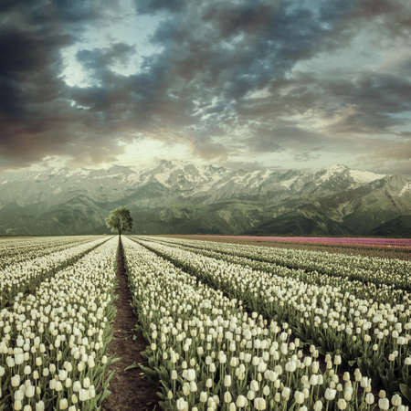 Spring landscape with beautiful tulips field in valley and mountains, floral farmland. Majestic sunset over lowlands. Vintage stylization, retro film filterの写真素材
