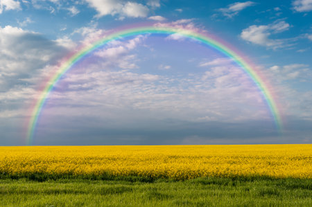 Spring agricultural landscape with big rape fields and rainbow in blue skyの写真素材
