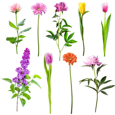 Set of different spring flowers isolated on white backgroundの写真素材