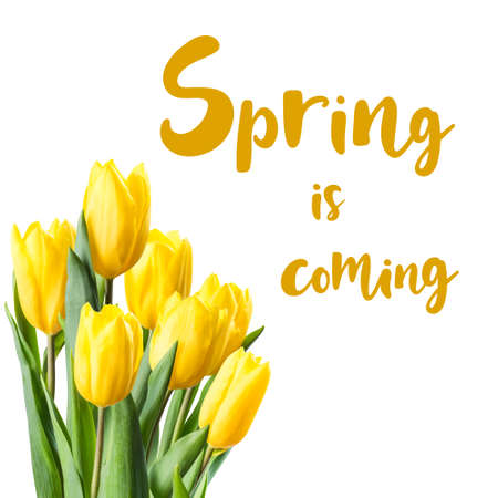 Beautiful yellow tulip flowers isolated on white background and hand lettering Spring is coming. Seasonal greeting card designの写真素材