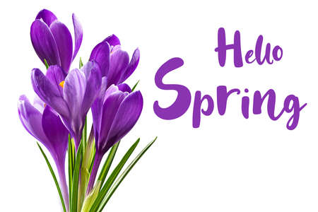 Beautiful crocus flowers isolated on white background and hand lettering Hello Spring. Seasonal greeting card designの写真素材