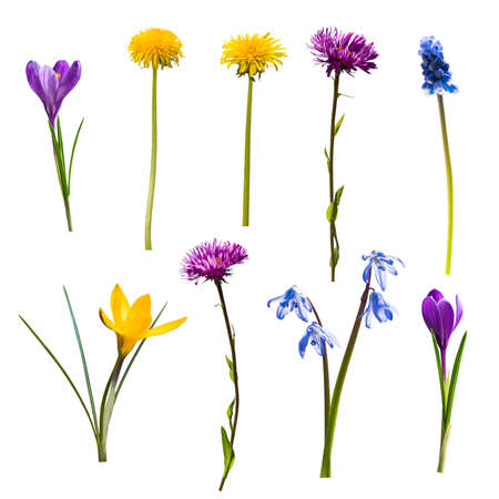 Set of different spring wild flowers isolated on white backgroundの写真素材