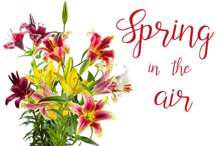 Beautiful lily flowers isolated on white background and hand lettering Spring in the air. Seasonal greeting card designの写真素材